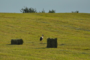 Polska - Mazury - Warmia. Bocian na polu. © Rafa