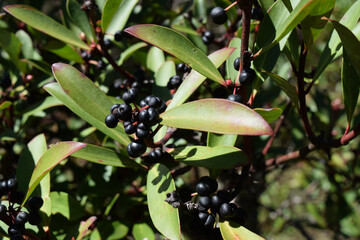 Close-Up of Tasmanian Pepper Berry Bush – Native Leaf and Ripe Black Berries Ready for Harvest