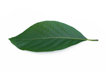 Fototapeta na wymiar Green leaves isolated on a white background, tropical leaves