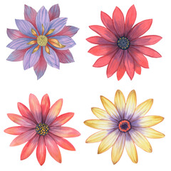 Set of watercolor flowers outlined on a white background. Bright flowers of yellow, red and blue purple, painted in watercolor on a white background. For design, textile, packaging and wallpaper.