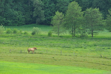 Warmia - krajobraz z koniem © Rafa
