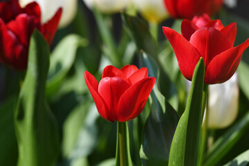 赤いチューリップの花