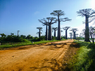 Fototapeta na wymiar Baobab-Allee