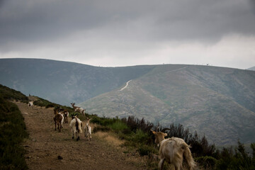 Herd of goats running on a mountain trail