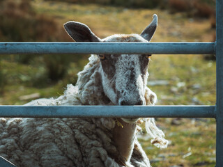 A dirty sheep stares from behind a metal gate in the fields of Lancashire, UK