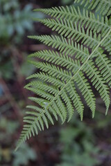 green fern leaves