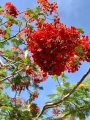 Fototapeta premium Closeup on the red Paper Flowers blooming in the summer.