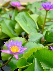 a small bee is playing on a Lotus Flower.