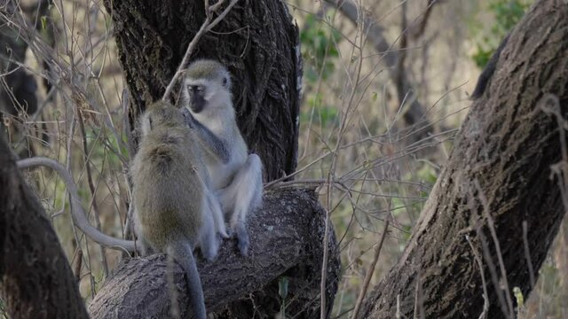 Vervet Monkeys grooming each other while sitting on a tree trunk in the evening light in Lake Manyara National Park Tanzania Africa