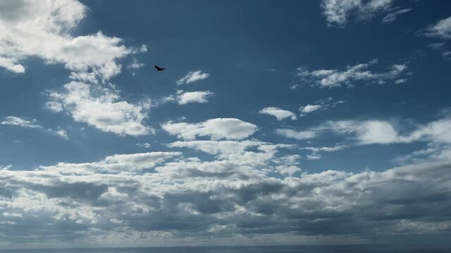 Bird Flying Against The Blue Sky. Bird Soaring High Above The Green Forest At Bic National Park In Rimouski, Quebec, Canada. - wide shot