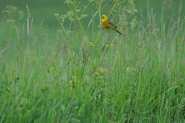 Żółty ptak. © Rafa