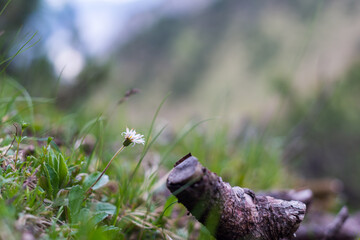 Wild animals in the woods