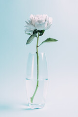 ywhite peony in glass vase on blue background