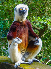 Lavensifaka