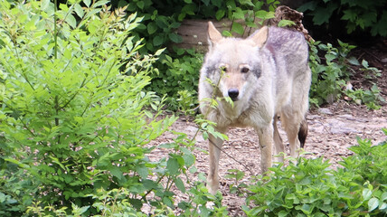 Lone forest gray wolf standing among green trees and bushes.
