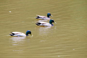 鳥、かも、鴨、池、湖、水辺、公園、自然、生き物、鳥類、水鳥、くちばし、カモ