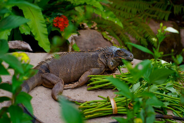 Green iguana resting on a rock next to its meal
