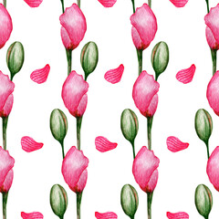 Delicate watercolor poppy flowers, unblown buds. Floral pattern on a white background. The mood is spring, summer. Design for packaging, fabric, paper, frames, illustrations for decor, print.