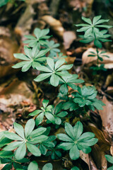 Woodruff growing in the forest