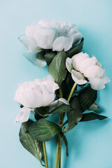 top view of white peonies on blue background