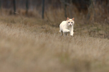 White cat running across a grass covered field in fall