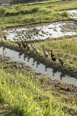 Domestic ducks walk on rice field. Balinese lifestyle. Ubud, Indonesia.