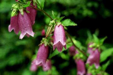夏の野にホタルブクロの花が咲く
