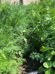 fern in the forest