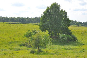 Fototapeta premium Pole