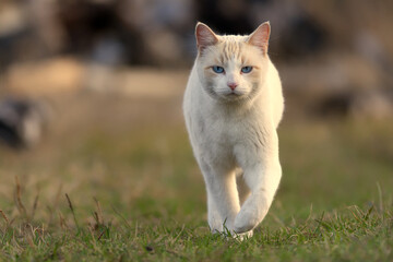 Naklejka na ściany i meble A confident looking white pet cat strolling across a yard
