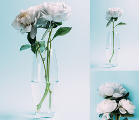 bouquet of white peonies in glass vase on blue background, collage © LIGHTFIELD STUDIOS
