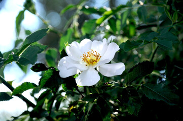 Obraz na płótnie Canvas white rosehip flower on a background of green leaves on a rosehip bush