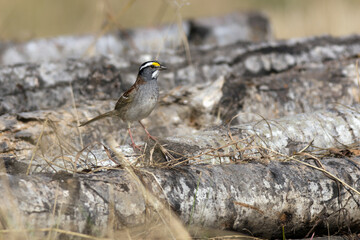 A crowned sparrow perched on firewood in fall