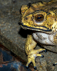 Asian common toad emerges after first monsoon rains in great numbers. It is toxic to eat and thus very invasive species where it has been introduced by humans, lacking natural predators.