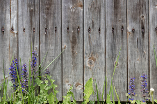 Background Grey Rustic Board Fence With Nails And Green Grass With Purple Flowers At The Bottom