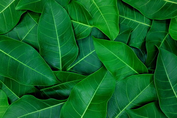 Deep and dark saturated green leaves wallpaper background for a natural tropical summer texture pattern.