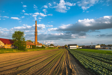 krajobraz, zielonki, pola i uprawy © Tomasz