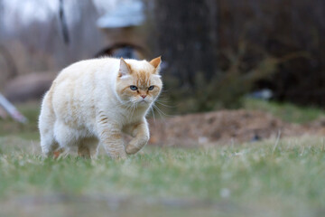 A cranky fat ginger cat stepping slowly through long grass