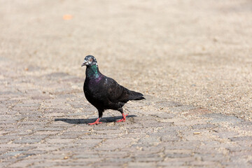 Pigeon walking in a park