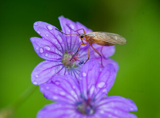 Cranesbills group of flowers, Geranium Rozanne in bloom