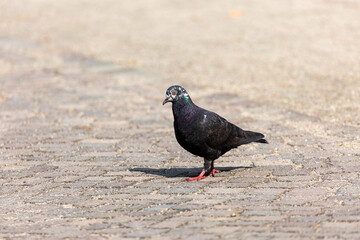 Pigeon walking in a park