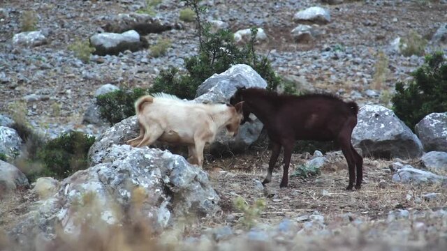 Two rams stand on hind legs in rocky landscape and gently collide, Chefchauen, Morocco