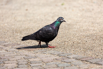 Pigeon walking in a park