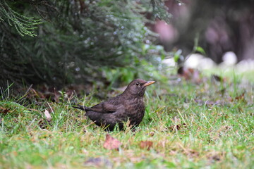 blackbird on the grass