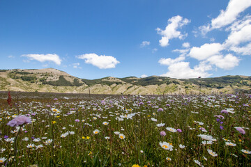 Fototapeta na wymiar Mountain landscape of the Italian Apennines. Flowery field in spring. Plateau Rascino with flowering and greenery. Italian mountain panorama. Real picture