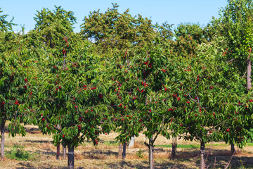 Fototapeta na wymiar Leckere frische rote reife Kirschen am Baum in einem Obstgarten