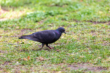 Pigeon walking in a park