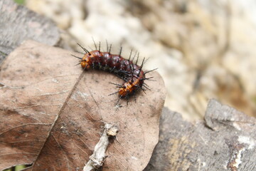 caterpillar on a leaf