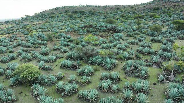 Aerial View, Wild Blue Agave Plants In Arid Region Of India