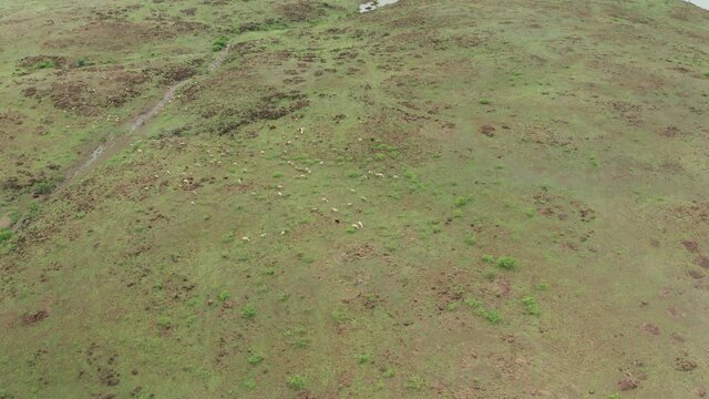 Aerial View, Flock Of Sheep On A Farm In Saswad, India